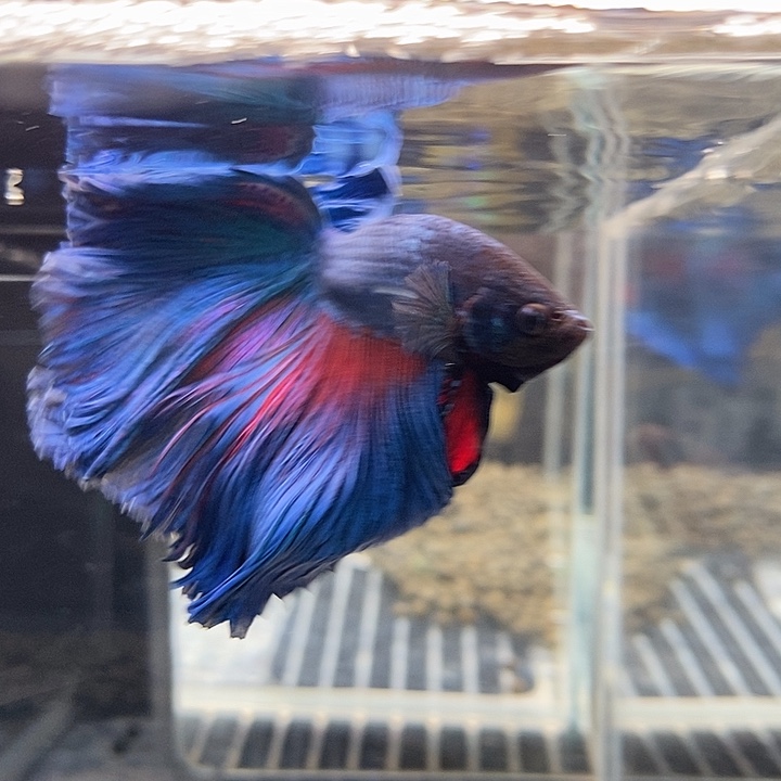 斗鱼黑167号巨斗半月