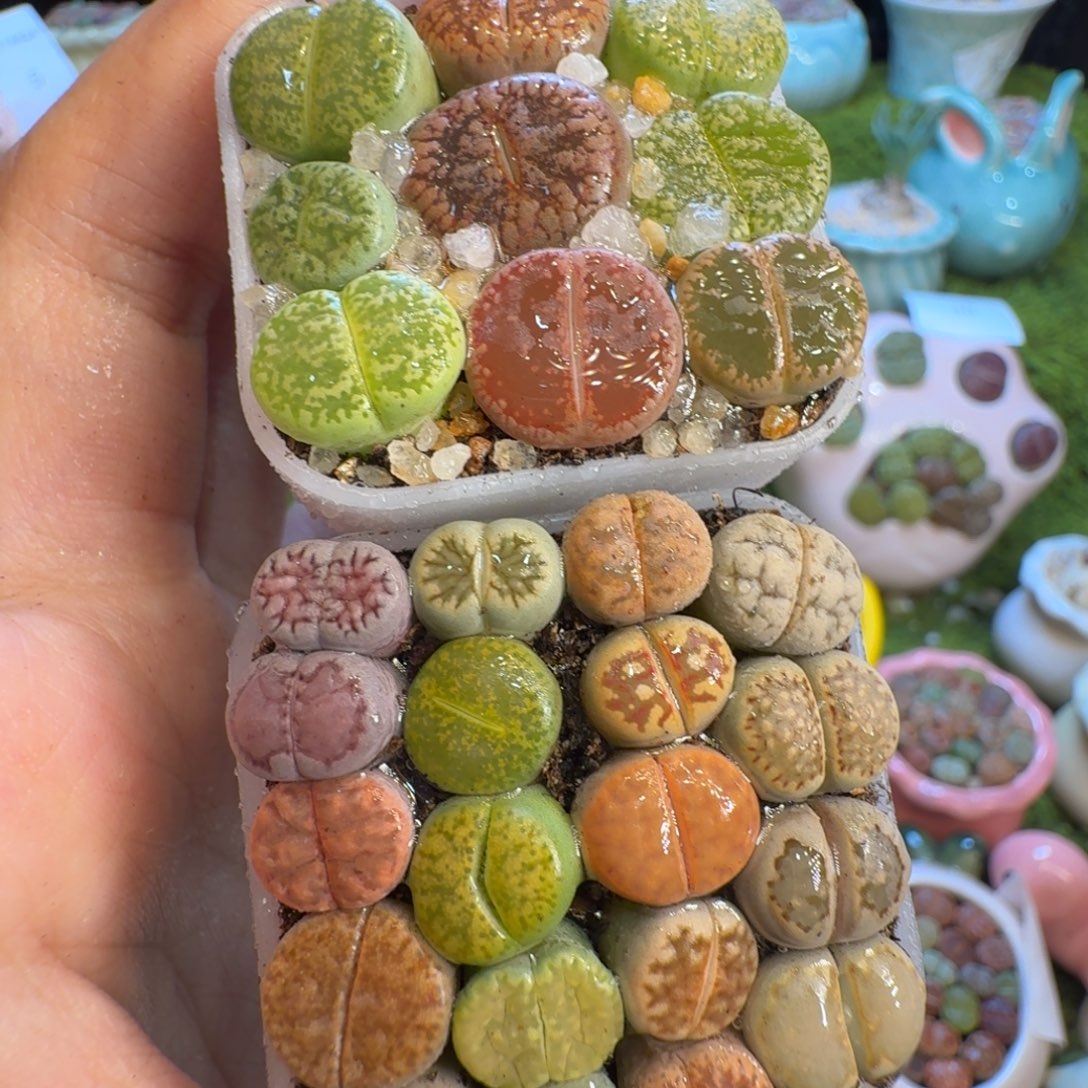 多肉植物福利冲52