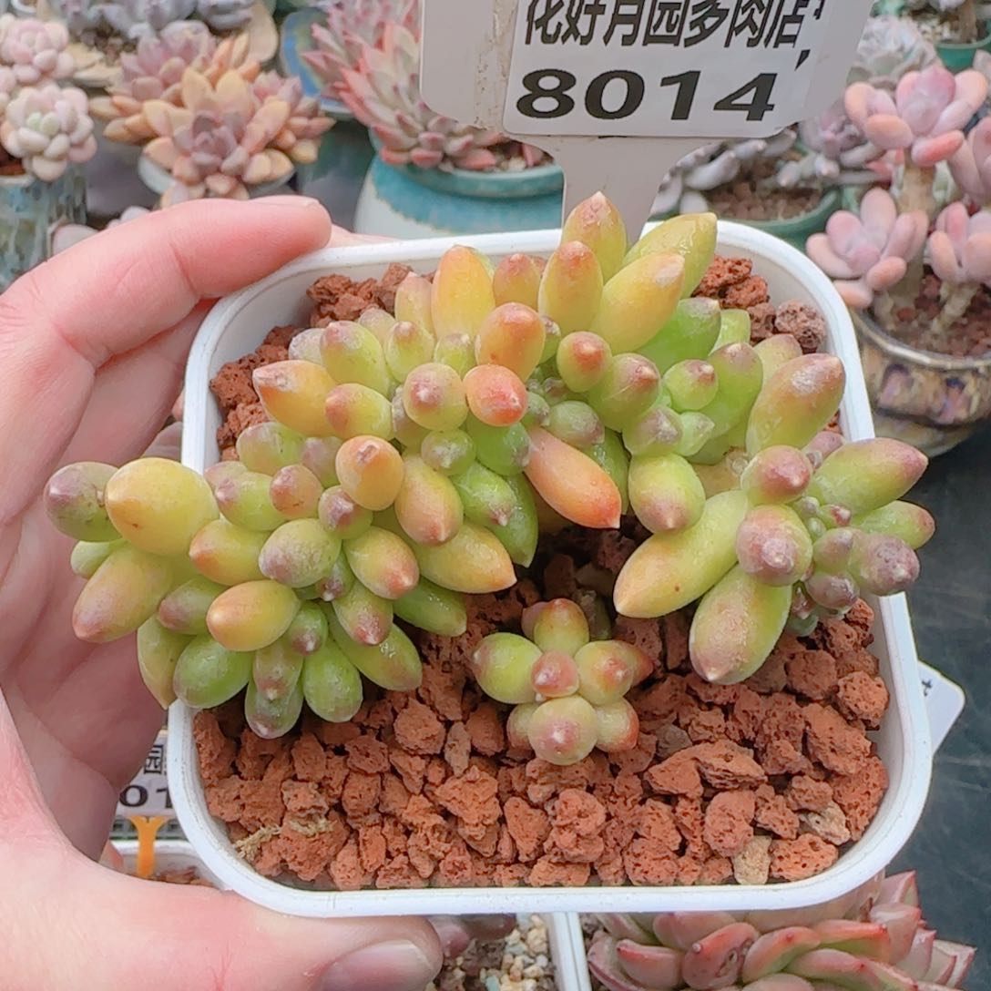 多肉8014…………………………