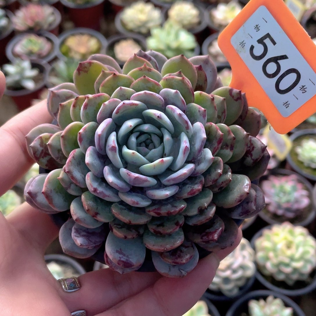 好***余560号多肉植物组合