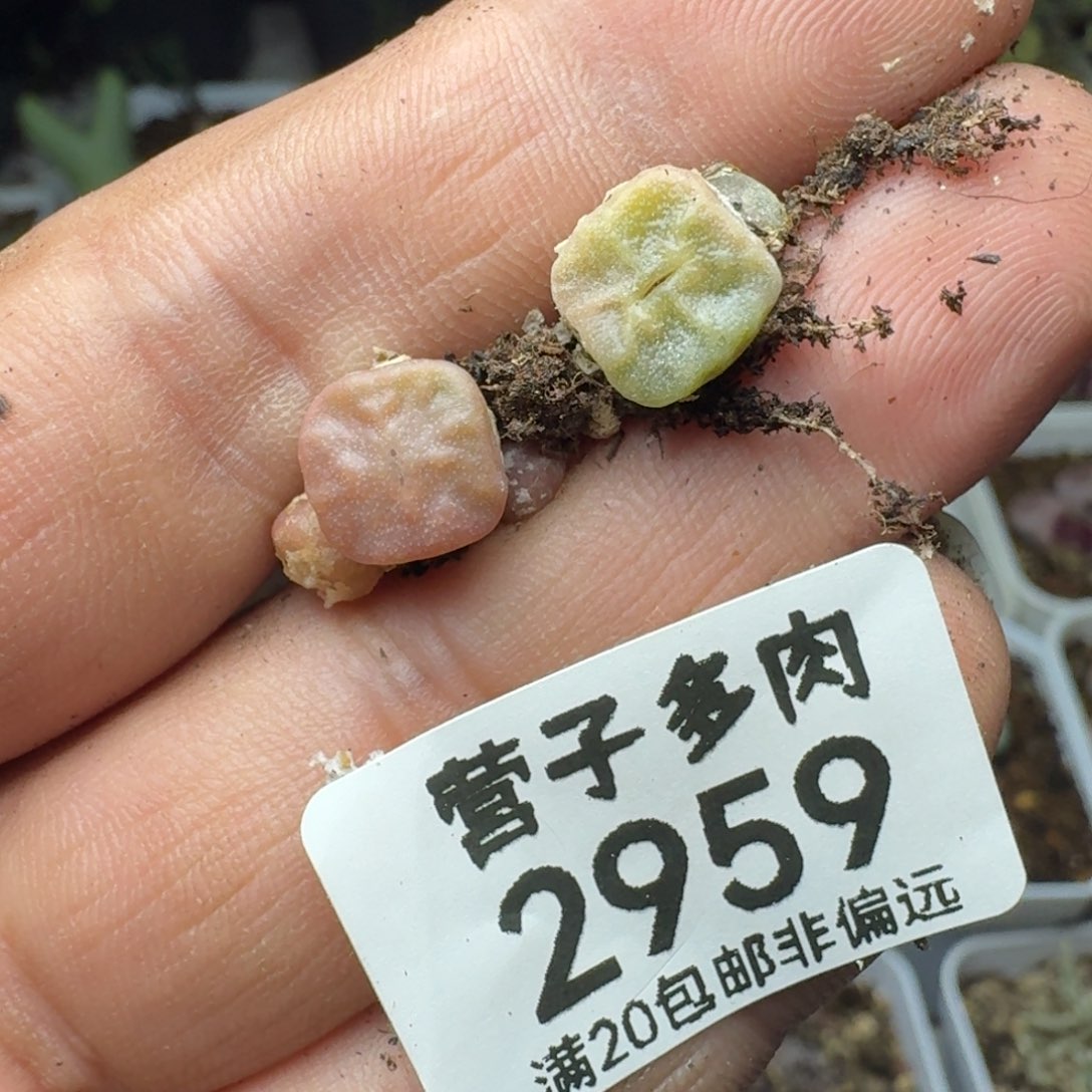 蟹***包1410.657方烧                 