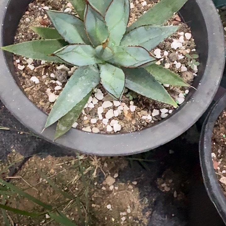 龙雷龙舌兰脱土发货