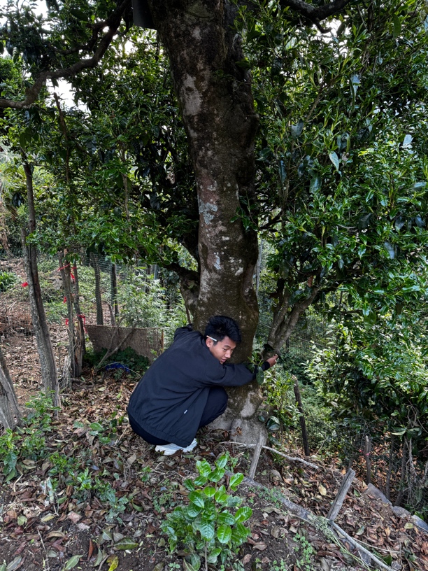 25年千年古树单株晒红