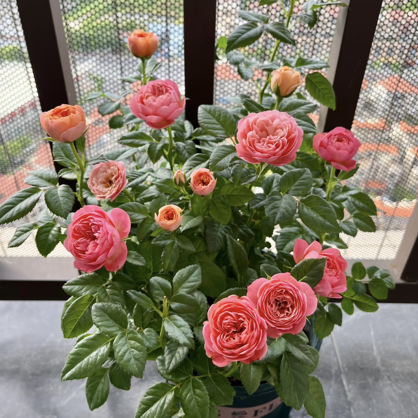 彩虹 一盆多颗变色丰花勤花耐热耐寒四季开花盆栽