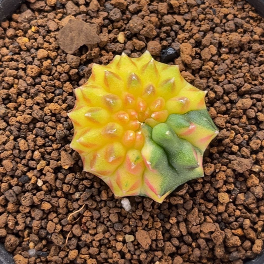 黄金貘锦 米哈仙人球 