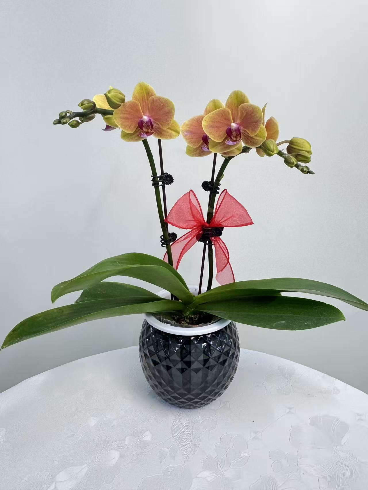 蝴蝶兰【黄金万两】鲜花盆栽室内观赏花花佛山基地直发好养易活