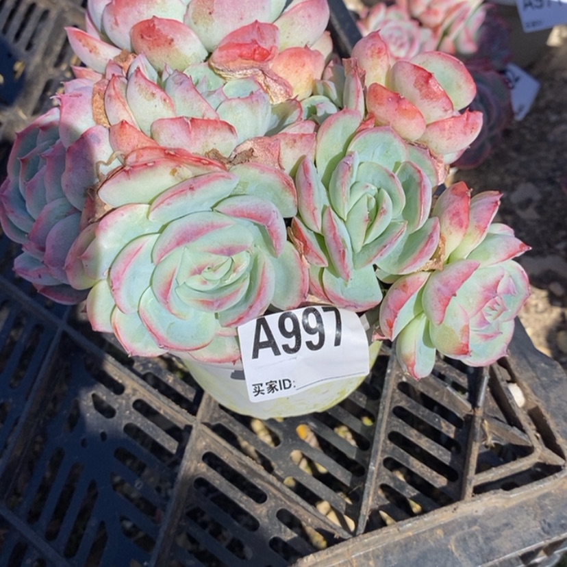 【闪购商品】阿*多肉植物