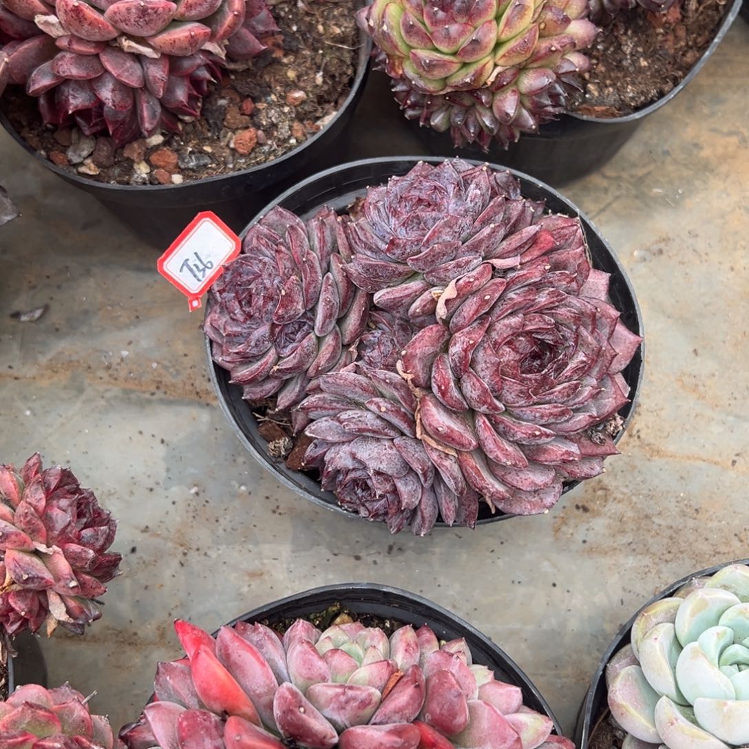 旗***门精品多肉植物老桩