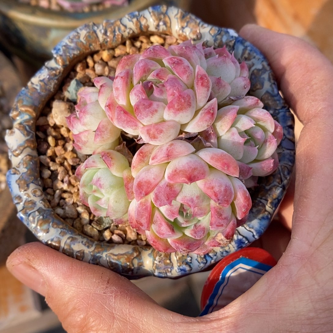 精品多肉一物一拍不包整189