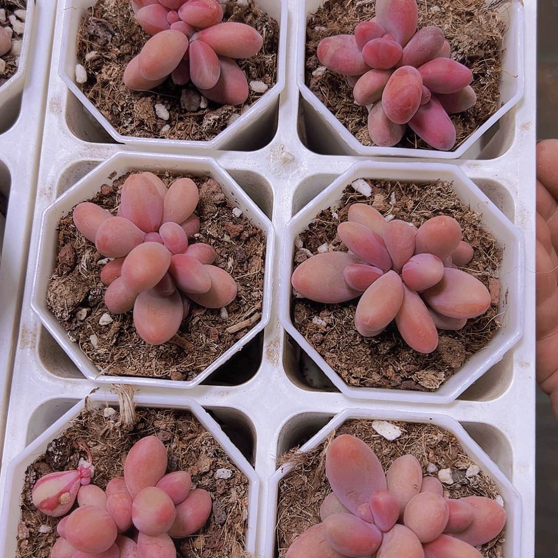 红手指19包邮带盆带土