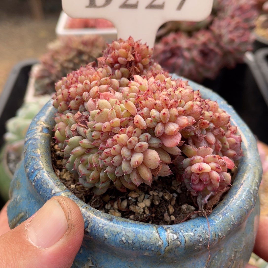 227白胖子不带盆7厘米