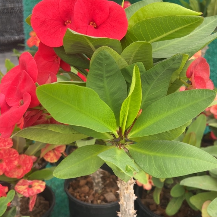 呆***呆泰品嫁接一物一拍