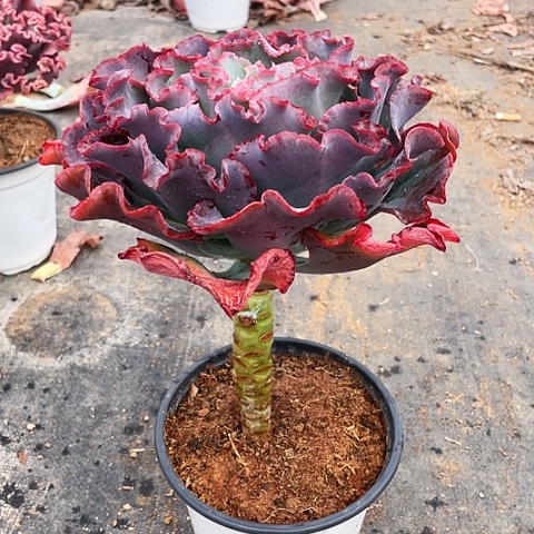 寒**雪14A 号包菜系列 1 棵