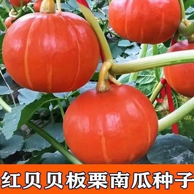 【红贝贝南瓜种子】板栗南瓜种籽四季高糖农家盆栽蔬菜种孑粉糯甜