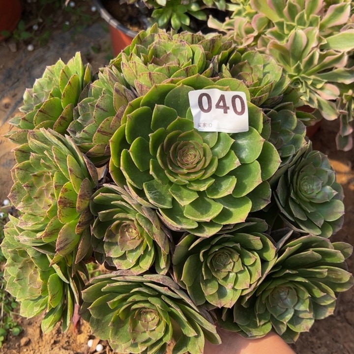 万拉丝多肉植物040