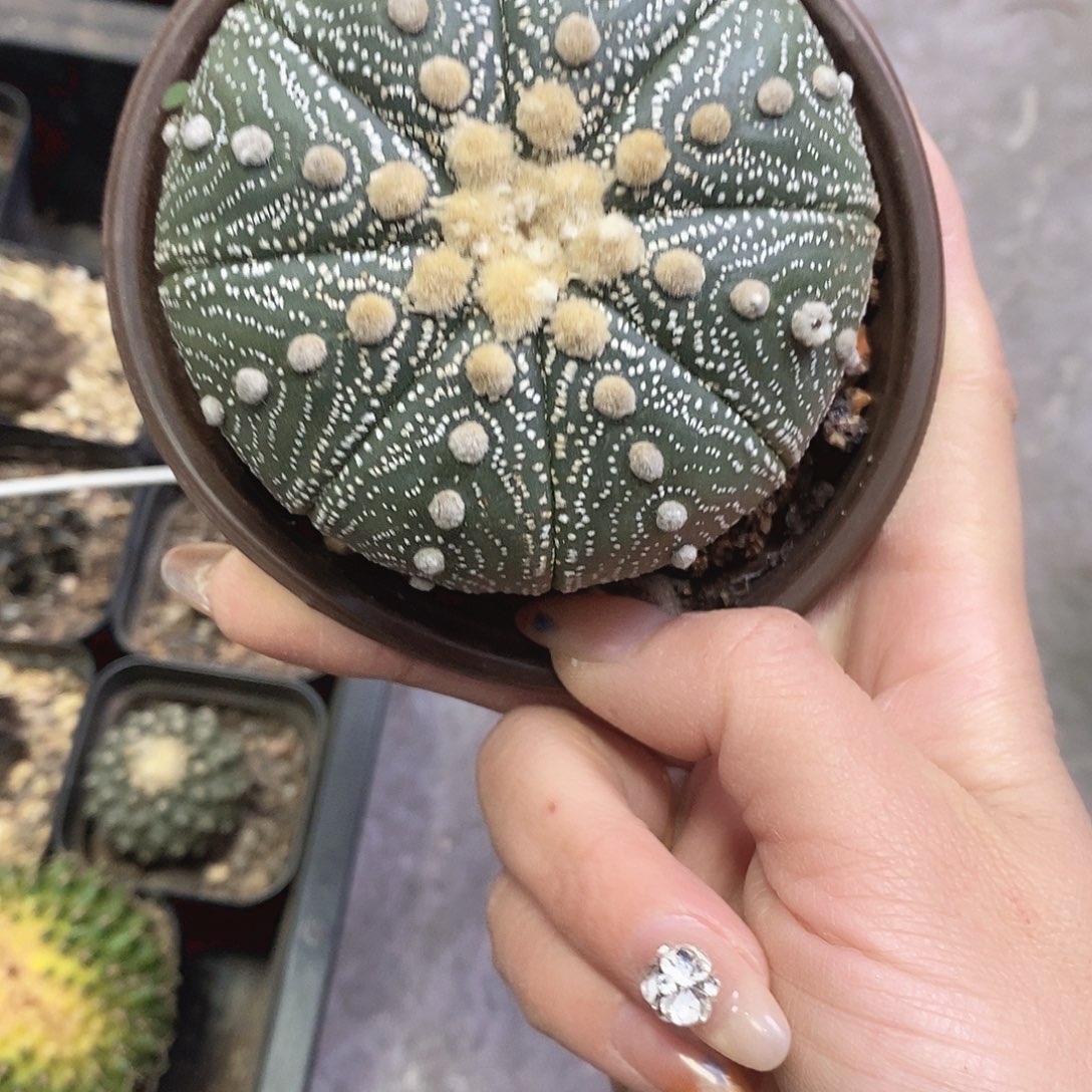 S***d一物一拍一棵仙人球