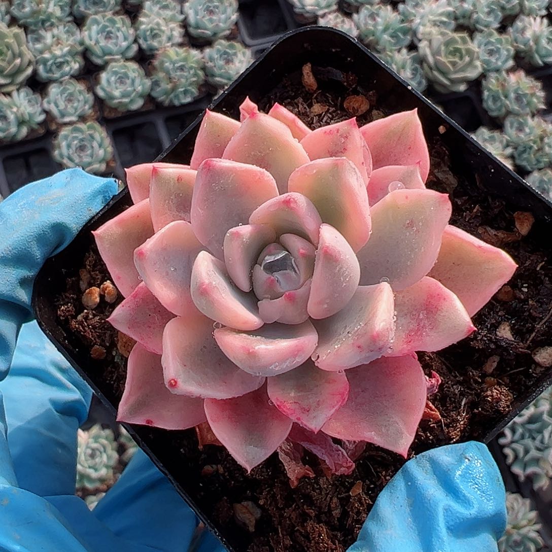 红粉佳人锦，宽覆轮锦