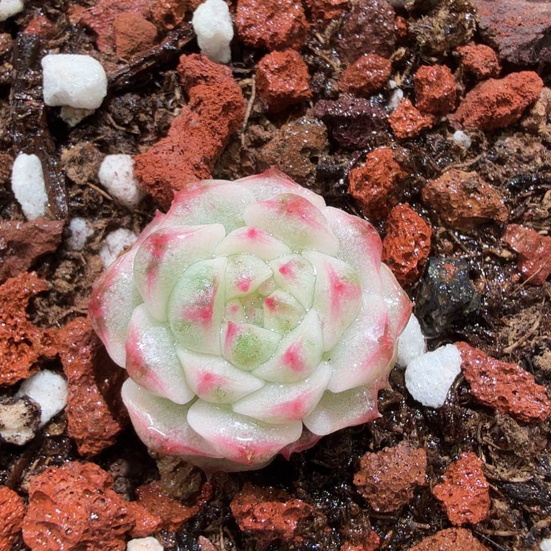 糯米团子锦，多肉植物