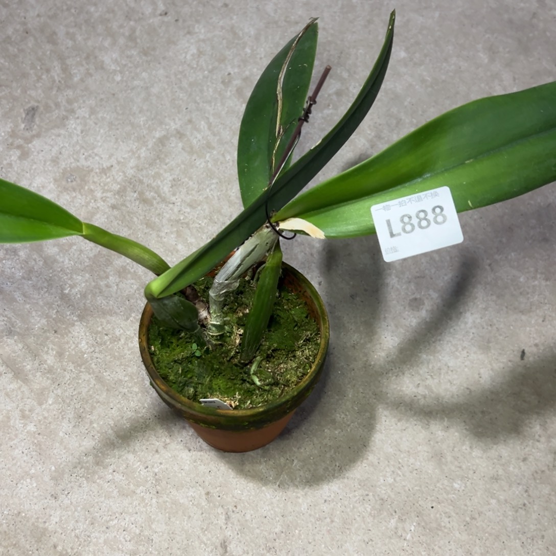 特***特完全开放l888大花莫