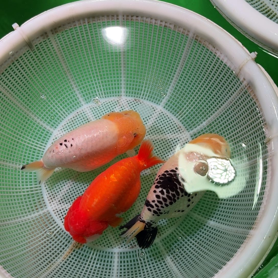 金鱼类不分公母 12