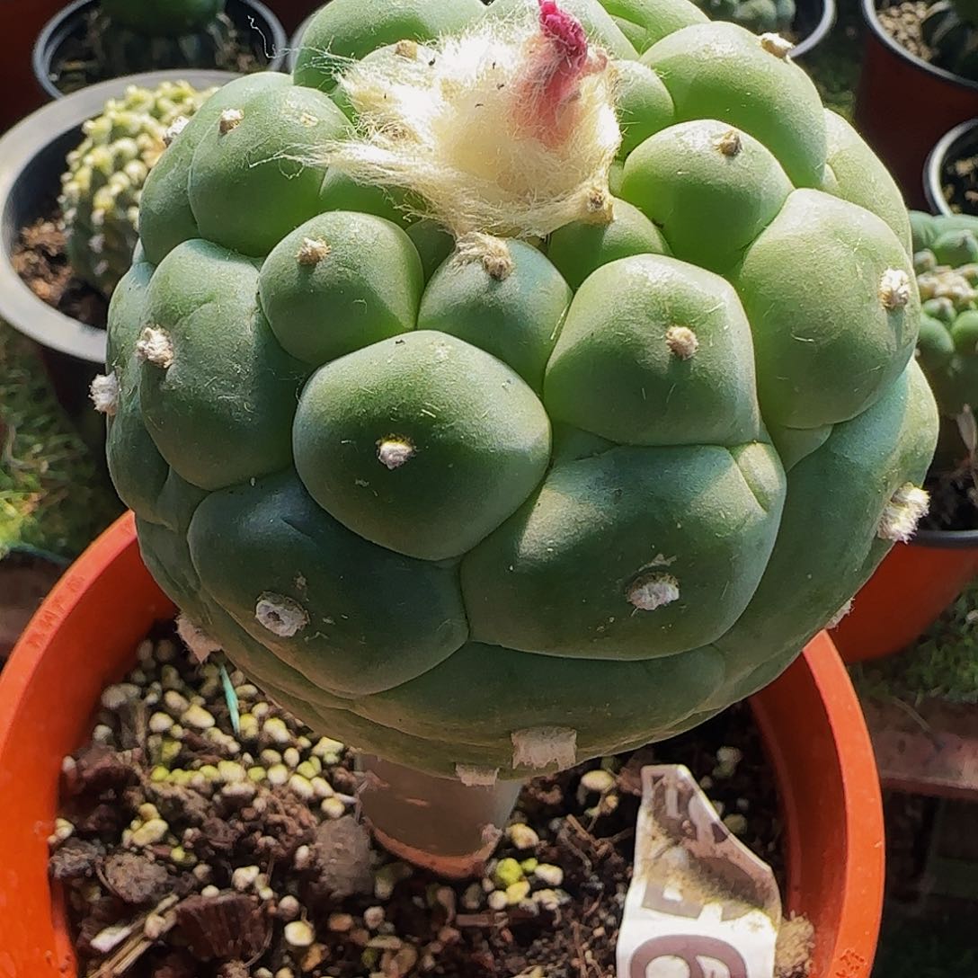 白肌圆凸尤955仙人球