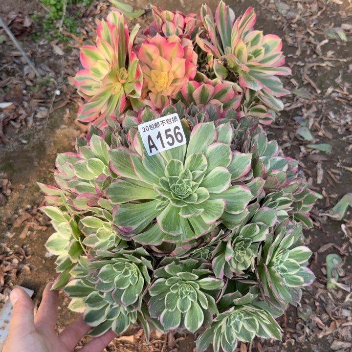 156号……2颗……多肉植物……