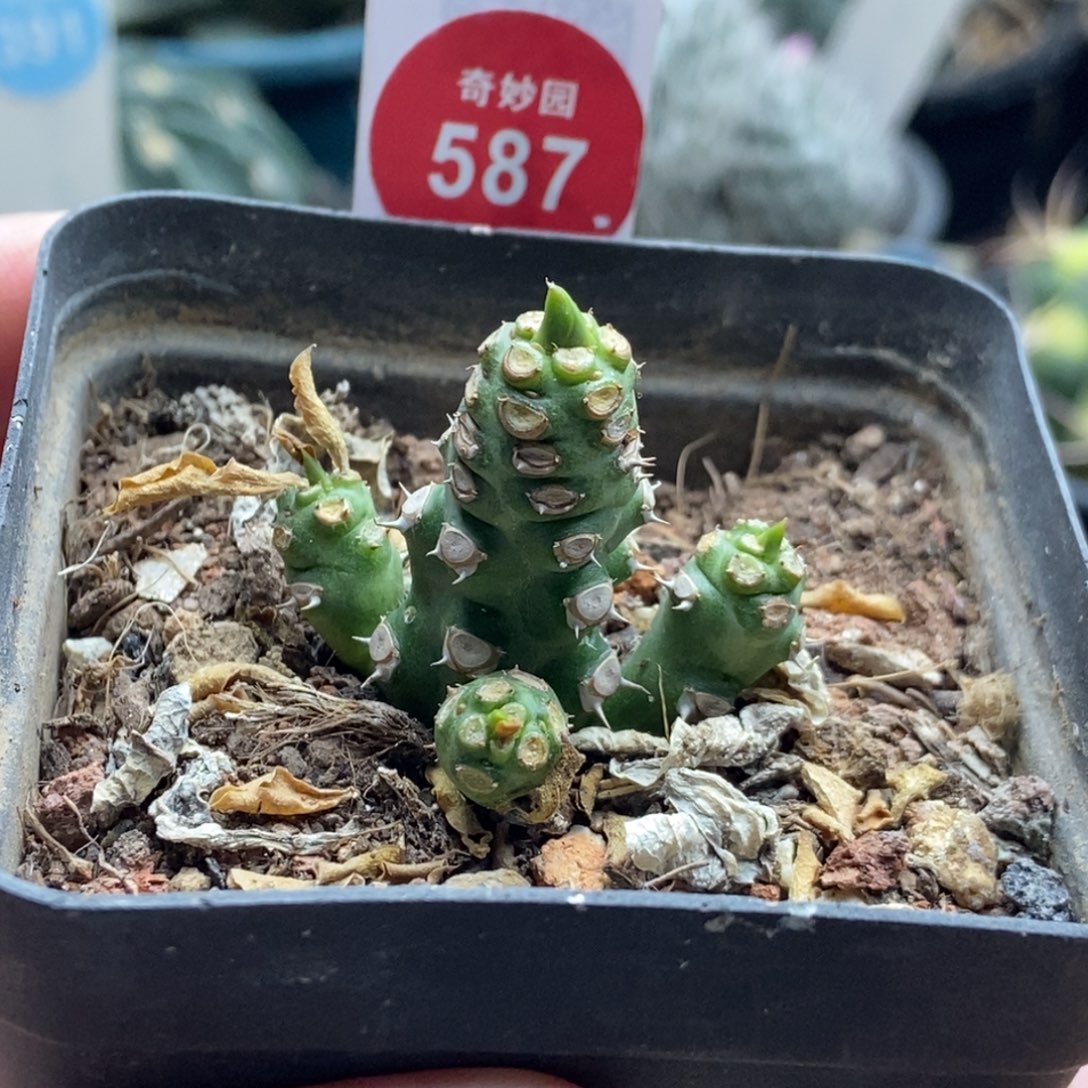 猪鼻子大戟一颗仙人球