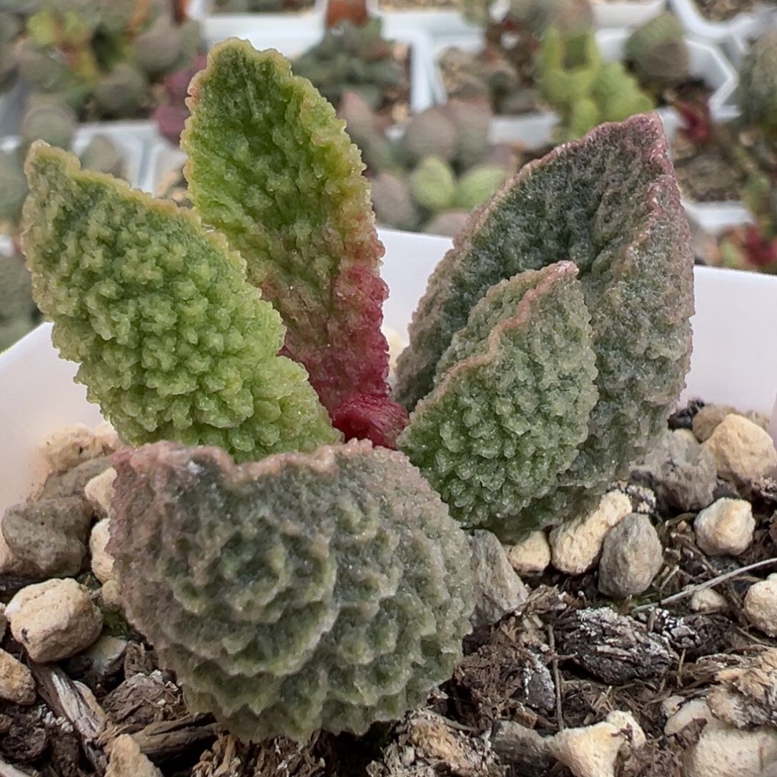 特价爆炸纹实生新品多肉植物水泡