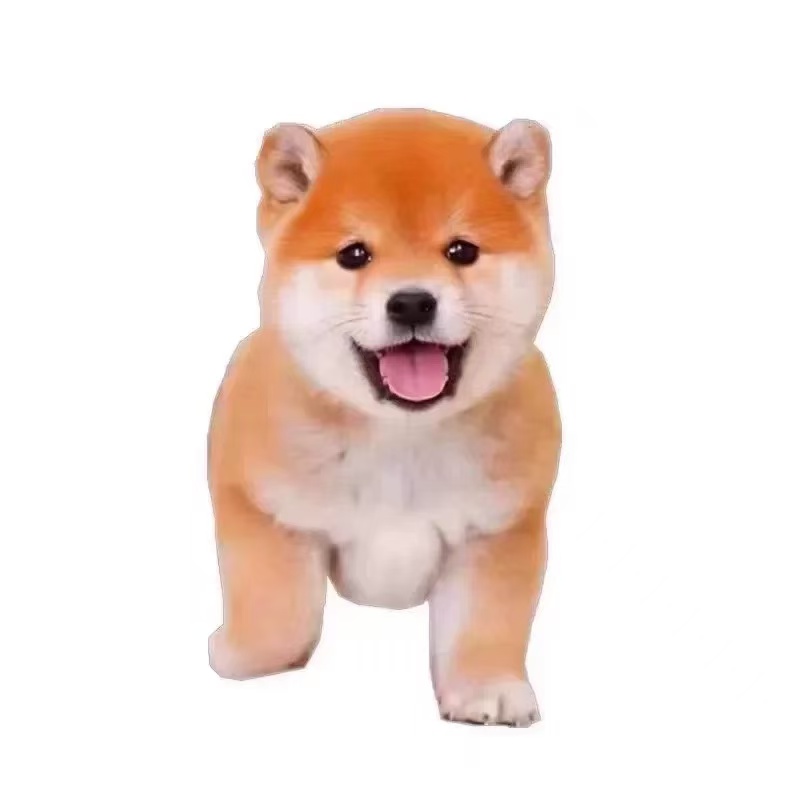 柚子比熊博美  全国发货子 JJ江苏省