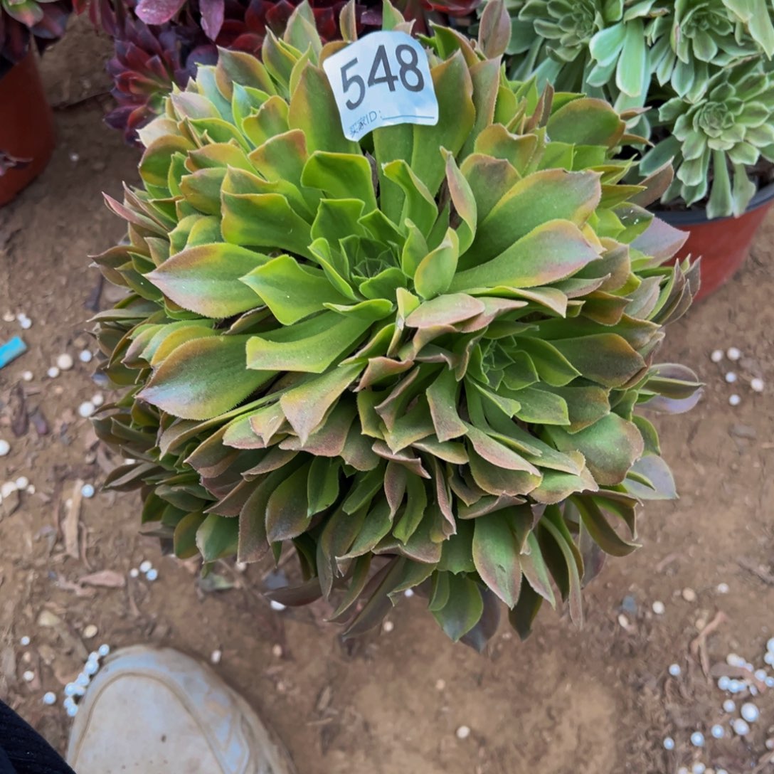 548青檬多肉植物