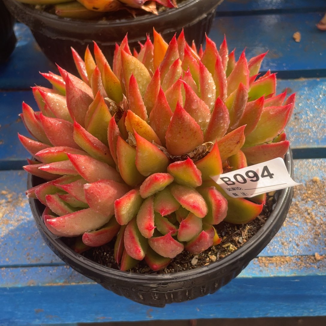 无花朵若如东云单拍B094