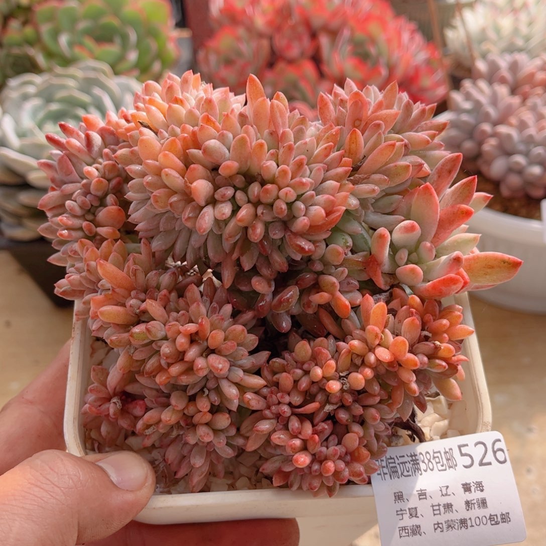 526薄荷锦缀德华多肉