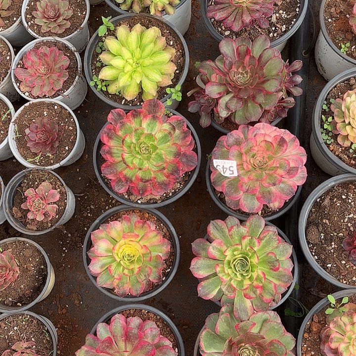 549组合掌心多肉法师锦不包售后十一颗