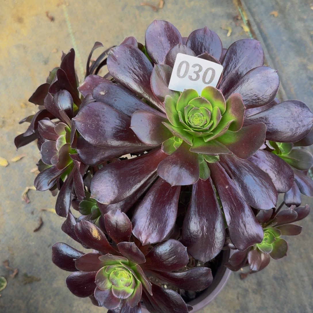 疯***少黑法师加保温棉0300000