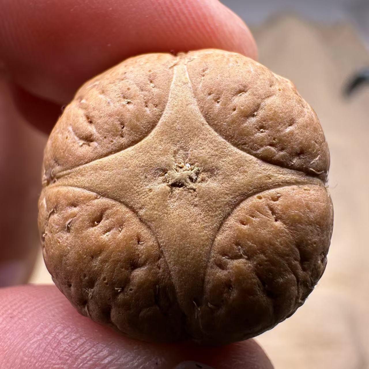 尼泊尔麒麟眼菩提，尺寸24，sss系列，货号S11