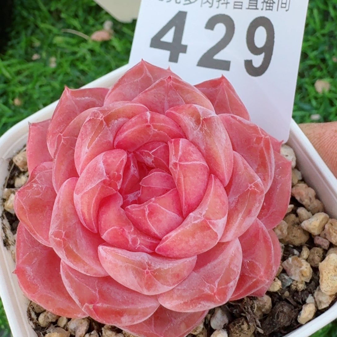 粉魄         精品多肉