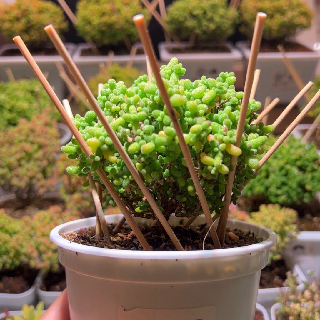 736金桔一物一拍带盆土发货