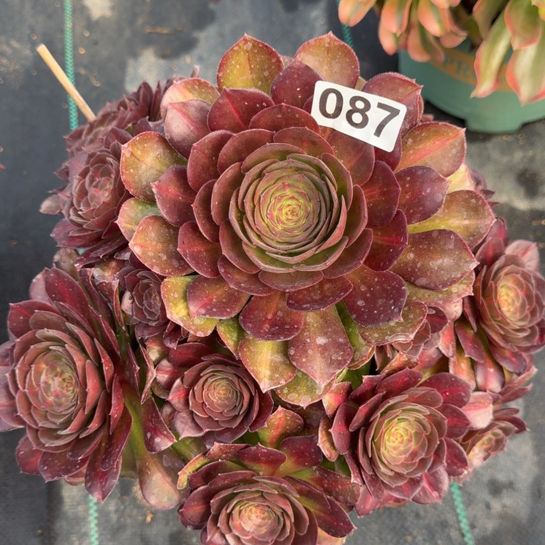 087抹茶多肉植物