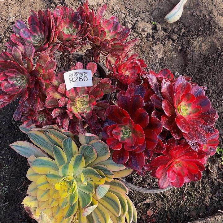 260多肉植物的生长