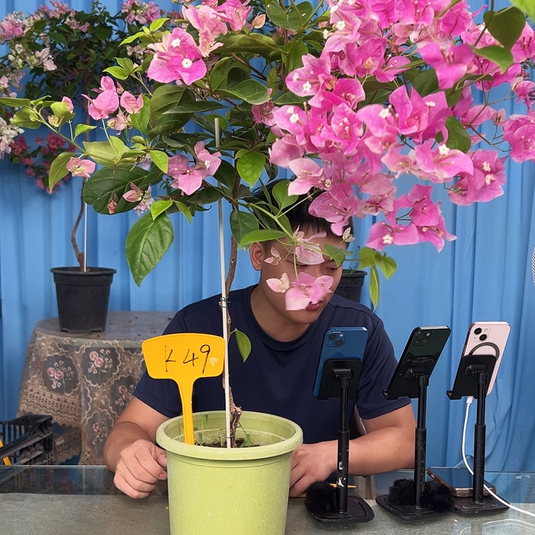 嘤***嘤当前无花栽培后可以开花K49漳红樱