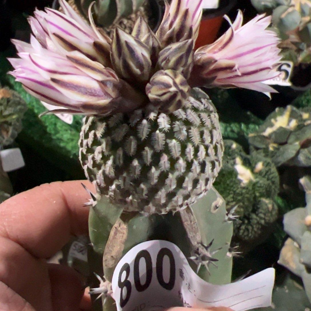 福利苗接精巧殿仙人球800