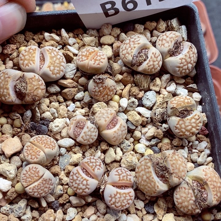 我的小姐姐们都是我619