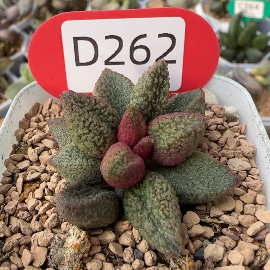 释迦多肉。   262。    