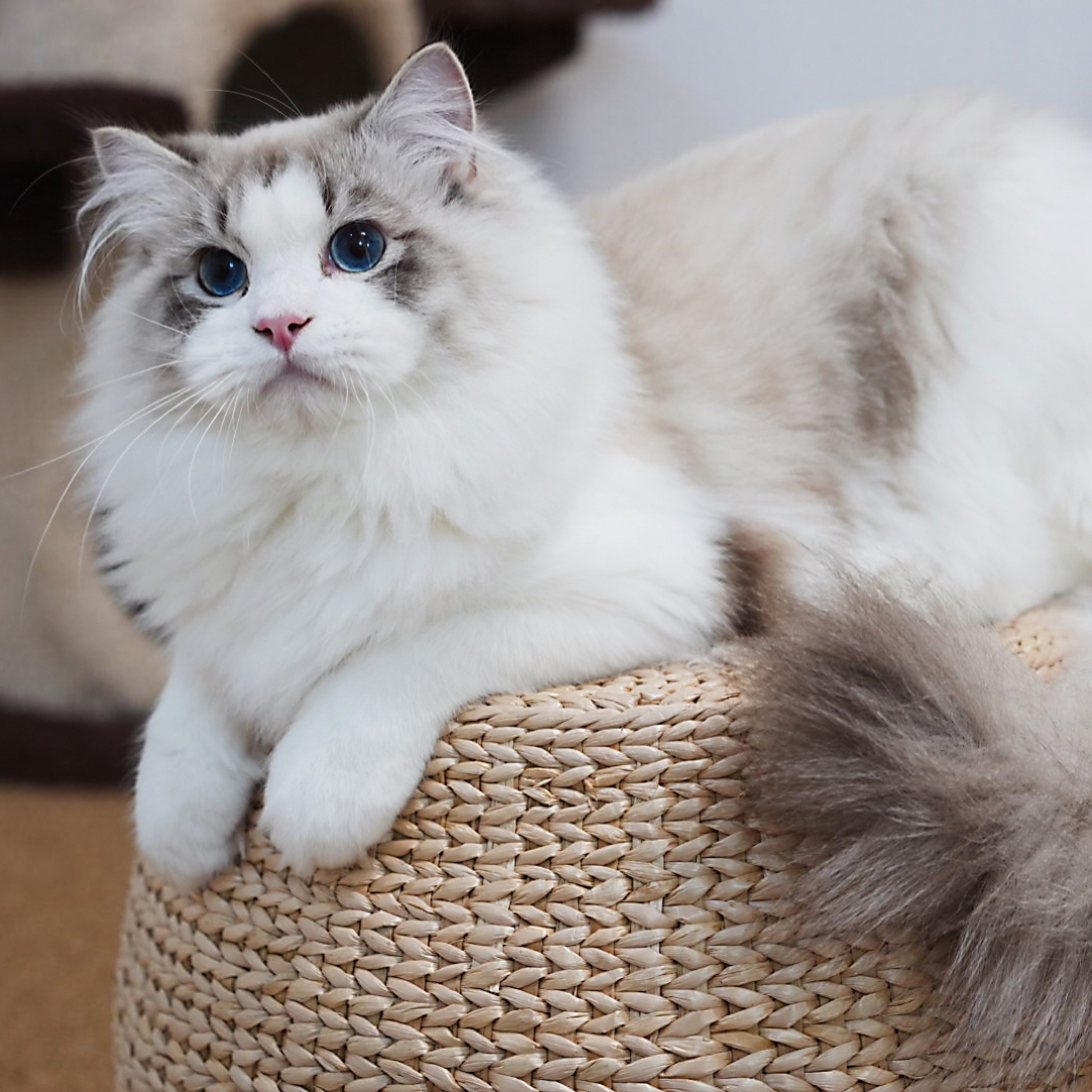 海山-弟弟|甜美系布偶活体猫咪