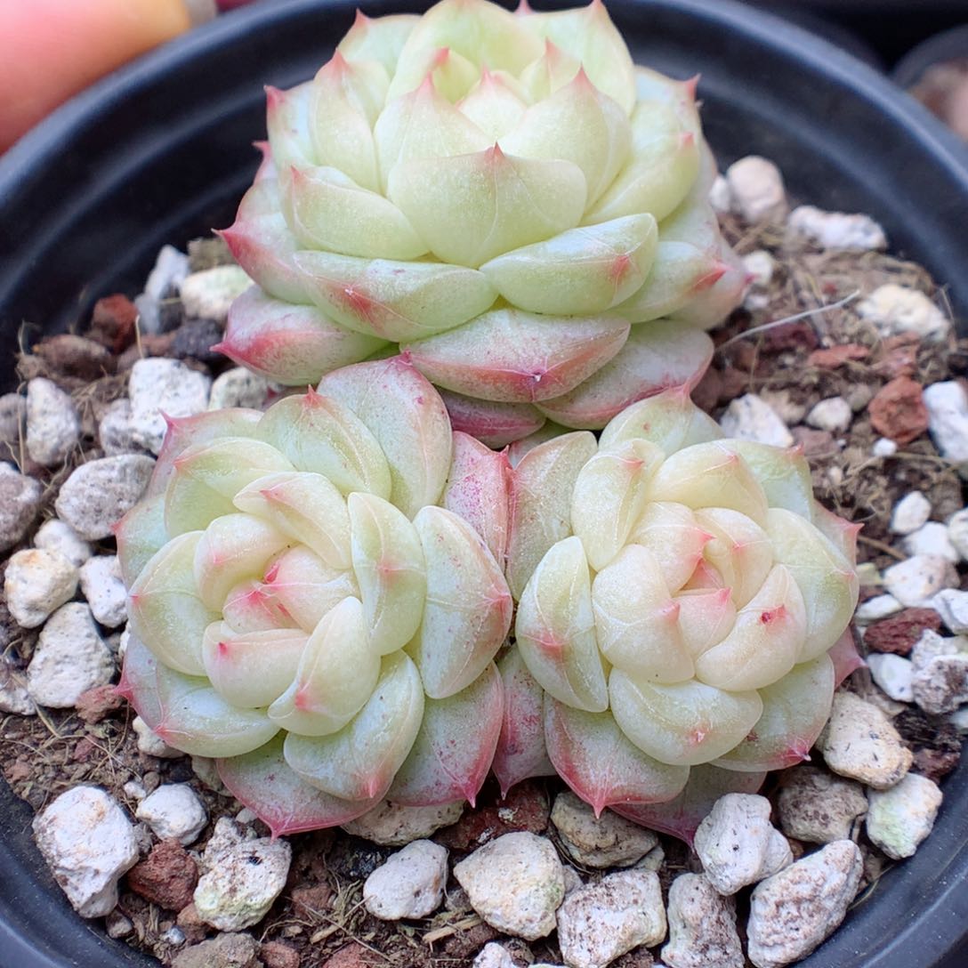 多肉植物。 糖心21