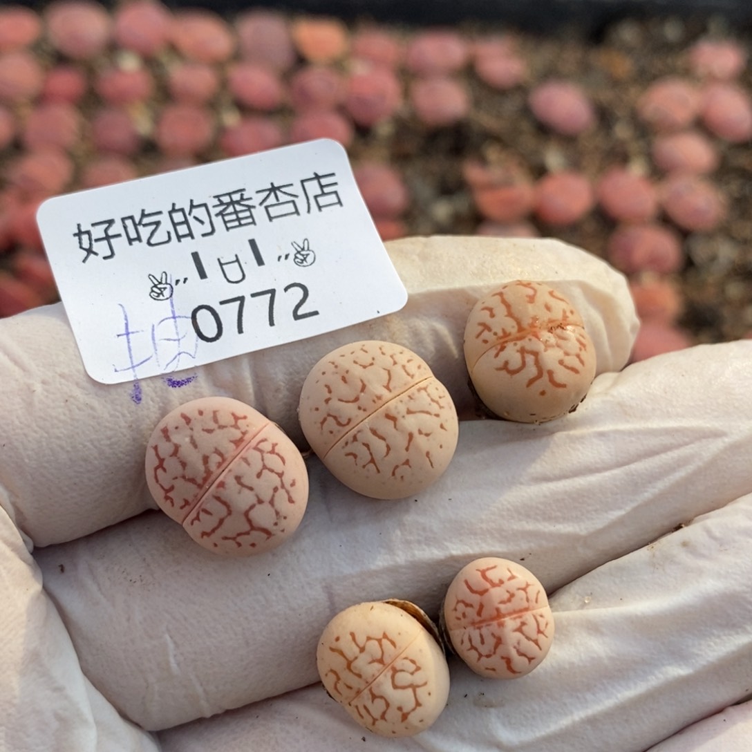 0772。抽奖活动。随单走