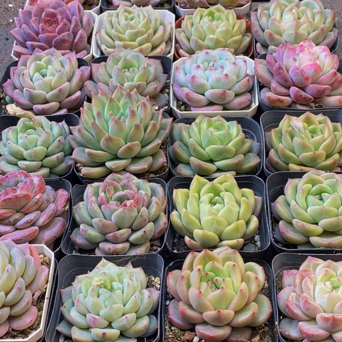 小*426多肉植物保护研究所