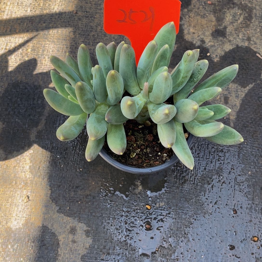 2529号上午多肉植物群生多肉植物