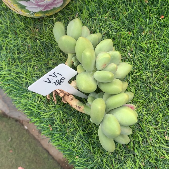 刚果美人大三头多肉寄养