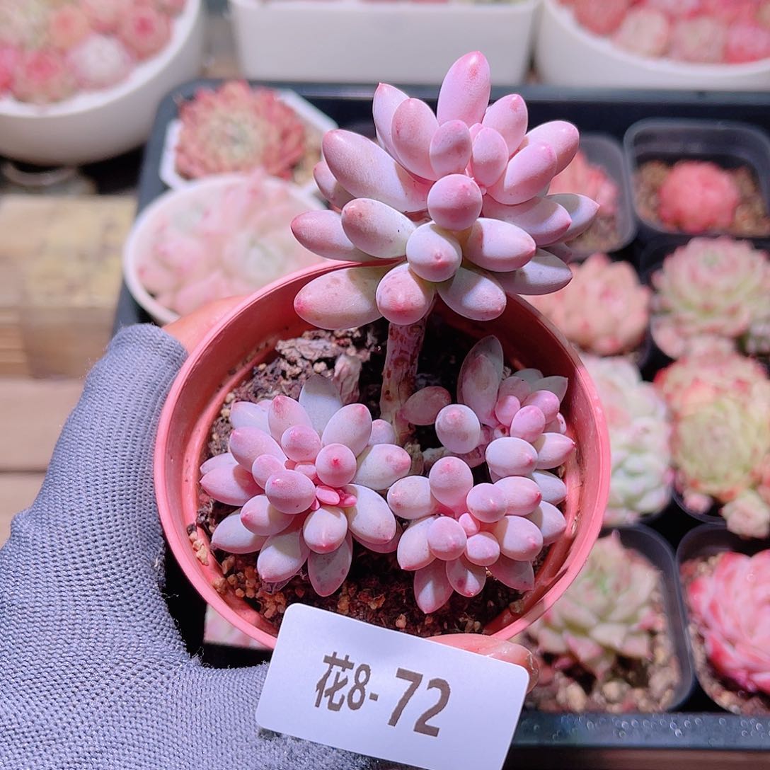 花08-72婴儿手指